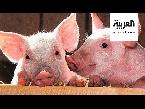 شاهد جي 4 نوع جديد من إنفلونزا الخنازير في الصين