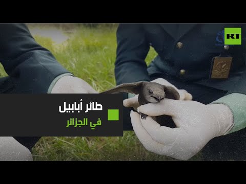 العثور على طائر أبابيل في مدينة الشلف الجزائرية