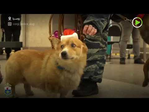 شاهد كلب كورغي يخدم لدى الشرطة الروسية