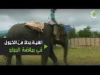 شاهد رياضة البولو على فيلة بدلًا من الخيول